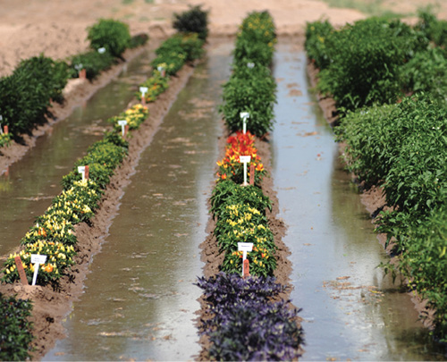 Rows of chile pepper varieties being flood irrigated.