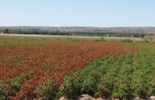 A landscape view of a farmland showing contrasting patches of green and reddish plants, indicating severe root rot.