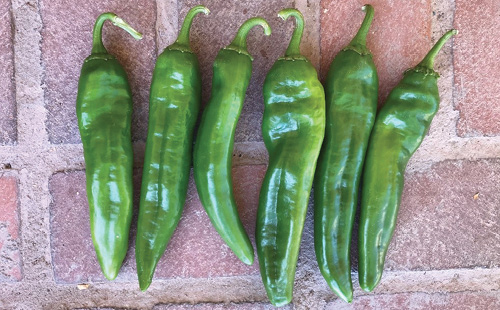 Fresh green chili peppers arranged in a row on a brick surface.