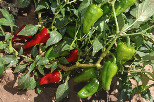 A cluster of green and red chili peppers growing on a bush.