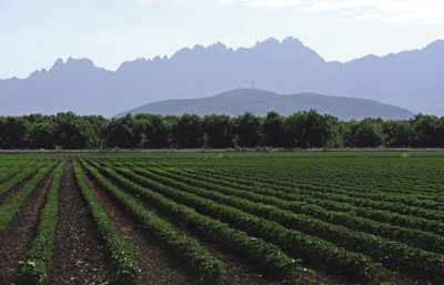 Fig. 1: Photograph of test plots of new chile varieties at the Fabian Garcia Research Center in Las Cruces, NM. 