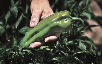 Fig. 3: Photograph of a mature green chile pod ready for harvest. 