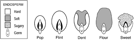 Fig. 1: Endosperm distribution in five types of corn kernels.