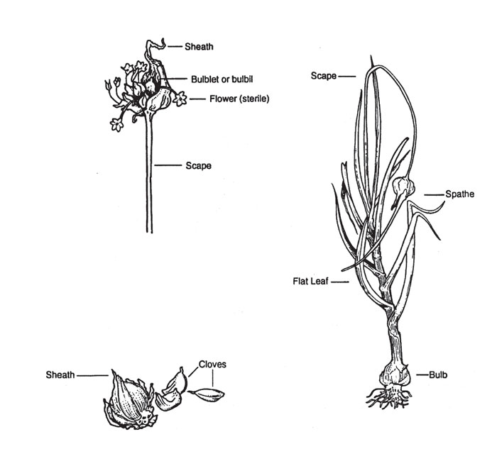 parts of garlic