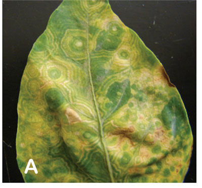 Symptoms of TSWV in New Mexico. Leaf tissue from a pepper plant exhibiting concentric ring spots, necrotic spotting, and leaf deformation
