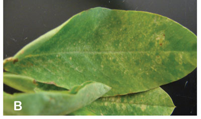 Symptoms of TSWV in New Mexico. Peanut leaf tissue exhibiting chlorotic flecking and ring spots.