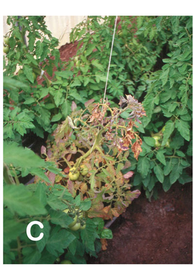 Symptoms of TSWV in New Mexico. Infected tomato plant exhibiting wilting and bronzing.