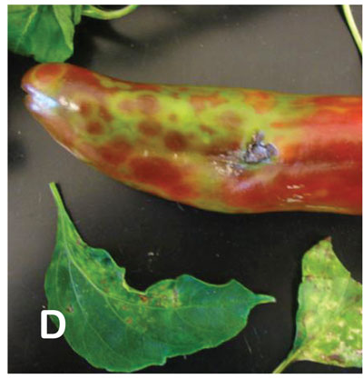 Symptoms of TSWV in New Mexico. Fruit from pepper and tomato exhibiting uneven ripening in a ring spot pattern