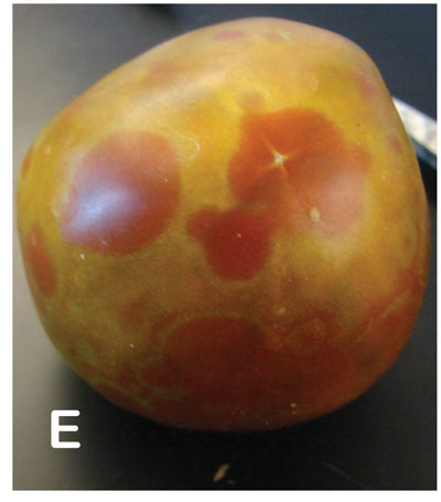 Symptoms of TSWV in New Mexico. Fruit from pepper and tomato exhibiting uneven ripening in a ring spot pattern.