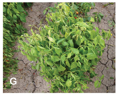  Symptoms of TSWV in New Mexico. Mature pepper plant exhibiting terminal necrosis.