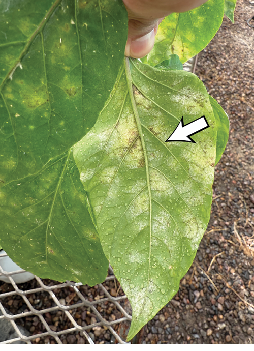 White, powdery, fungal growth on lower leaf surface of a chile pepper plant.
