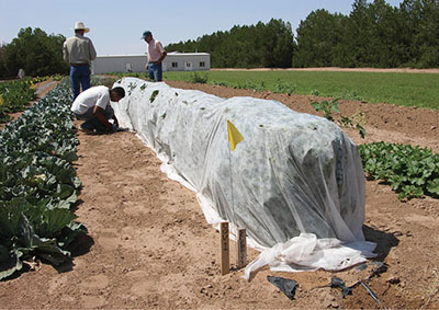 Photograph of people applying a cover to a row of crops in the field.