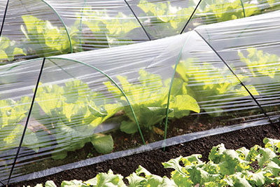 Photograph of lettuce plants under a hoop-supported row cover.