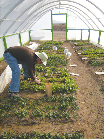 Fig1. Hoop house research plots (spinach and lettuce) at New Mexico State University's Leyendecker Plant Science Research Center near Las Cruces, NM.