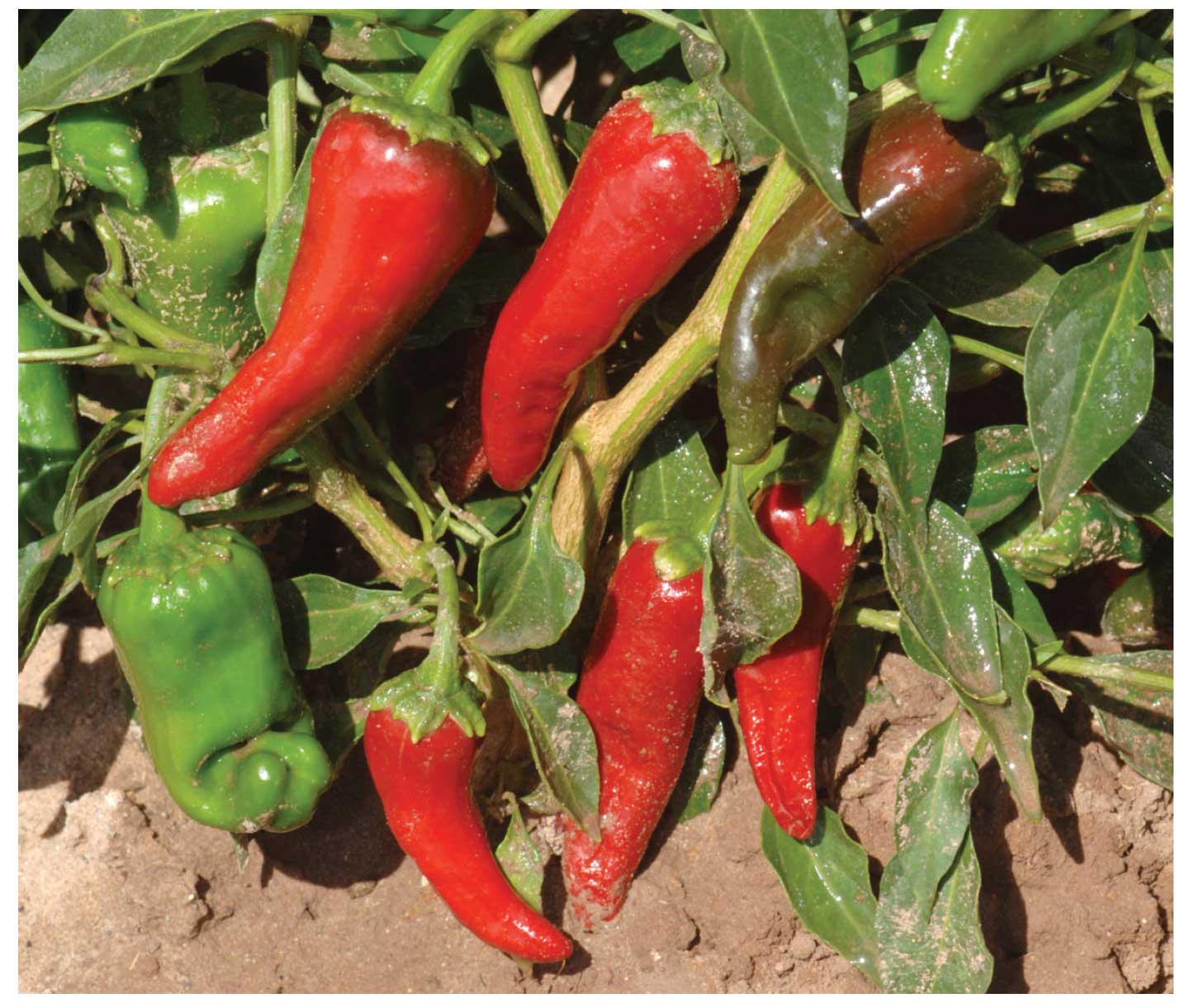 Photograph of New Mexican landrace chile ‘San Juan Pueblo’ growing under organic field management in Los Lunas, NM