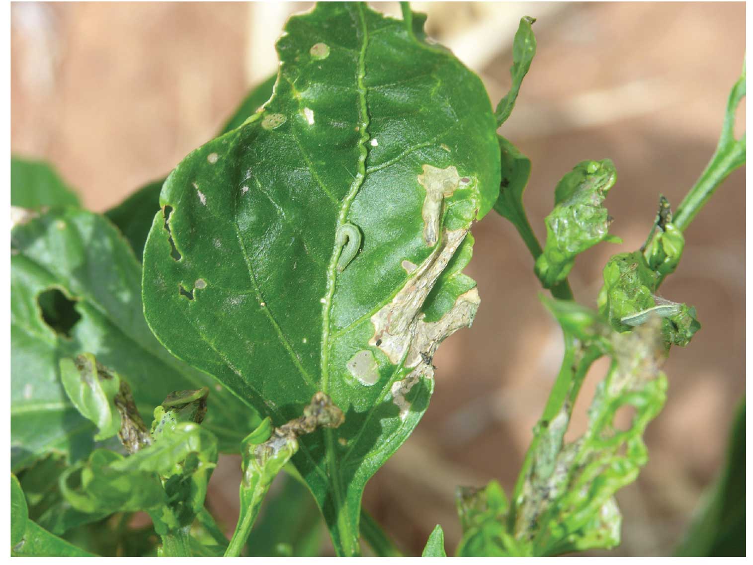 Photograph of fall armyworm damage to chile plants.