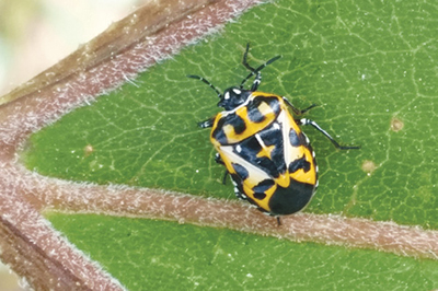 Fig. 02: Photograph of harlequin bug adult with subtle feeding damage.