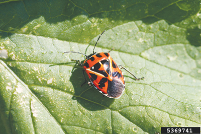 Fig. 03: Photograph of harlequin bug adult with significant feeding damage.