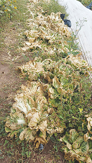 Fig. 04: Photograph of harlequin bug damage to plants.