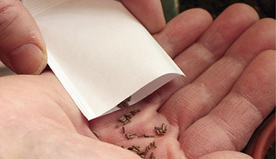 Photograph of a small bag of seed being poured into a hand.