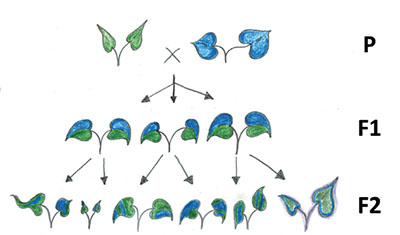 Fig. 01: Illustration showing phenotypic traits of parent, F1, and F2 generations.
