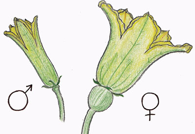 Fig. 04: Illustration showing stamens and pistils in a perfect flower, and a photograph of two perfect flowers.
