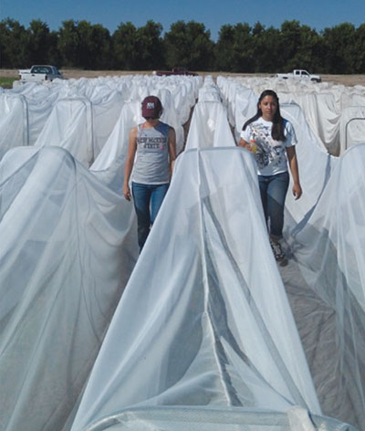 Fig. 06: Photograph of two people standing among rows of plants covered by white cloth.