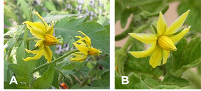 Fig. 08: Photographs showing tomato flowers, one with exerted stigmas and the other with closed anther cones.