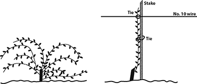 Fig. 2: Illustration of before and after images of the first dormant pruning, showing an unpruned vine and a pruned vine with one trunk and one cane.