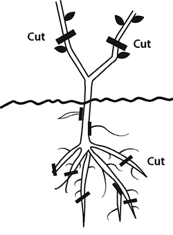 Pruning Grapes to the Four-Arm Kniffin System  New Mexico State University  - BE BOLD. Shape the Future.