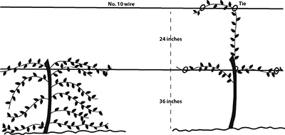 Fig. 3: Illustration of before and after images of the second dormant pruning, showing an unpruned vine and a pruned vine with one trunk and three canes.