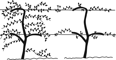 Fig. 4: Illustration of before and after images of the third dormant pruning, showing an unpruned vine and a pruned vine with three trunks and several canes.