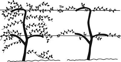 Trellis End Post Assembly Designs for Vineyards