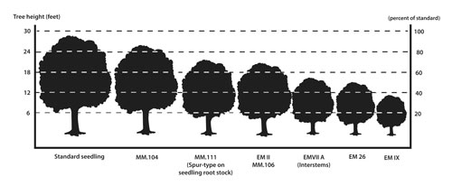 Figure 1: Illustration showing dwarfing effects of the M and MM series rootstocks.