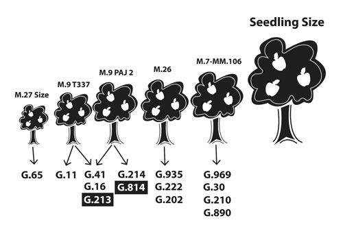 Figure 2: Illustration showing Geneva (G) series apple rootstocks arranged by tree size.