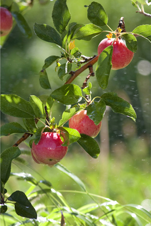 flowering plants with fruits