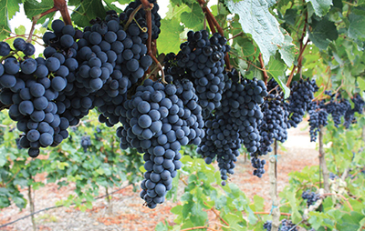 Photograph of purple grapes growing on a vine.