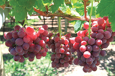 Photograph of red grapes growing on a vine.