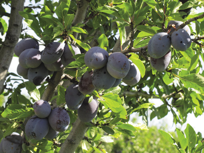 Photo of European plum fruits