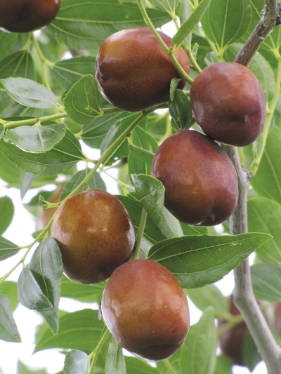 Photo of jujube fruits