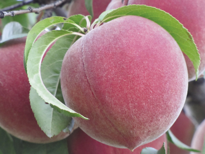 Photo of a 'China Pearl' peach fruit
