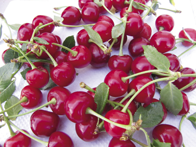 Photo of fruits of sour cherry