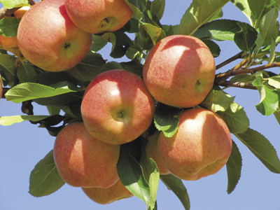 Photo of 'Gala' apple fruits