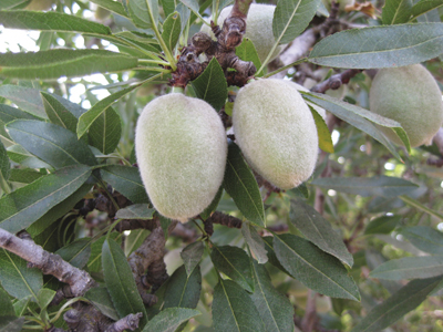 Photo of ripening almond fruits