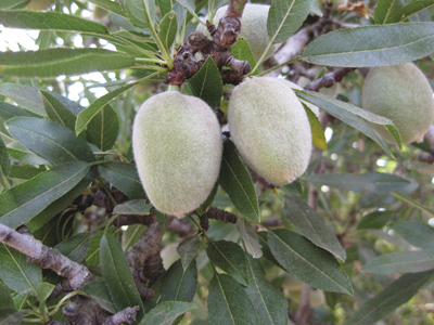 Focus on Fruits  New Mexico State University - BE BOLD. Shape the Future.