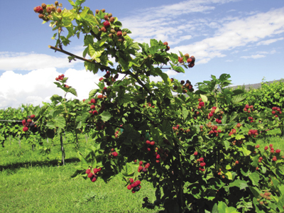 Photo of blackberry canes with fruit