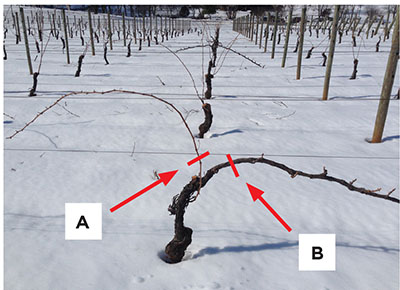 Fig. 01: Photograph of a vineyard in winter showing a pruned grapevine.
