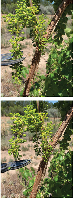 Fig. 03: Photograph of gardening shears removing the lower half of an immature cluster of grapes.
