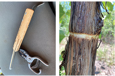 Fig. 04 (left): Photograph of a two-blade girdling knife and a pair of girdling pliers. Fig. 04 (right): Photograph of a girdled vine trunk with a strip of phloem and bark removed.