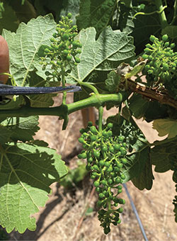 Fig. 02: Photograph of gardening shears removing an immature cluster of grapes.